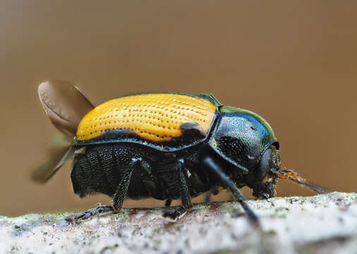 Image of Cryptocephalus marginatus