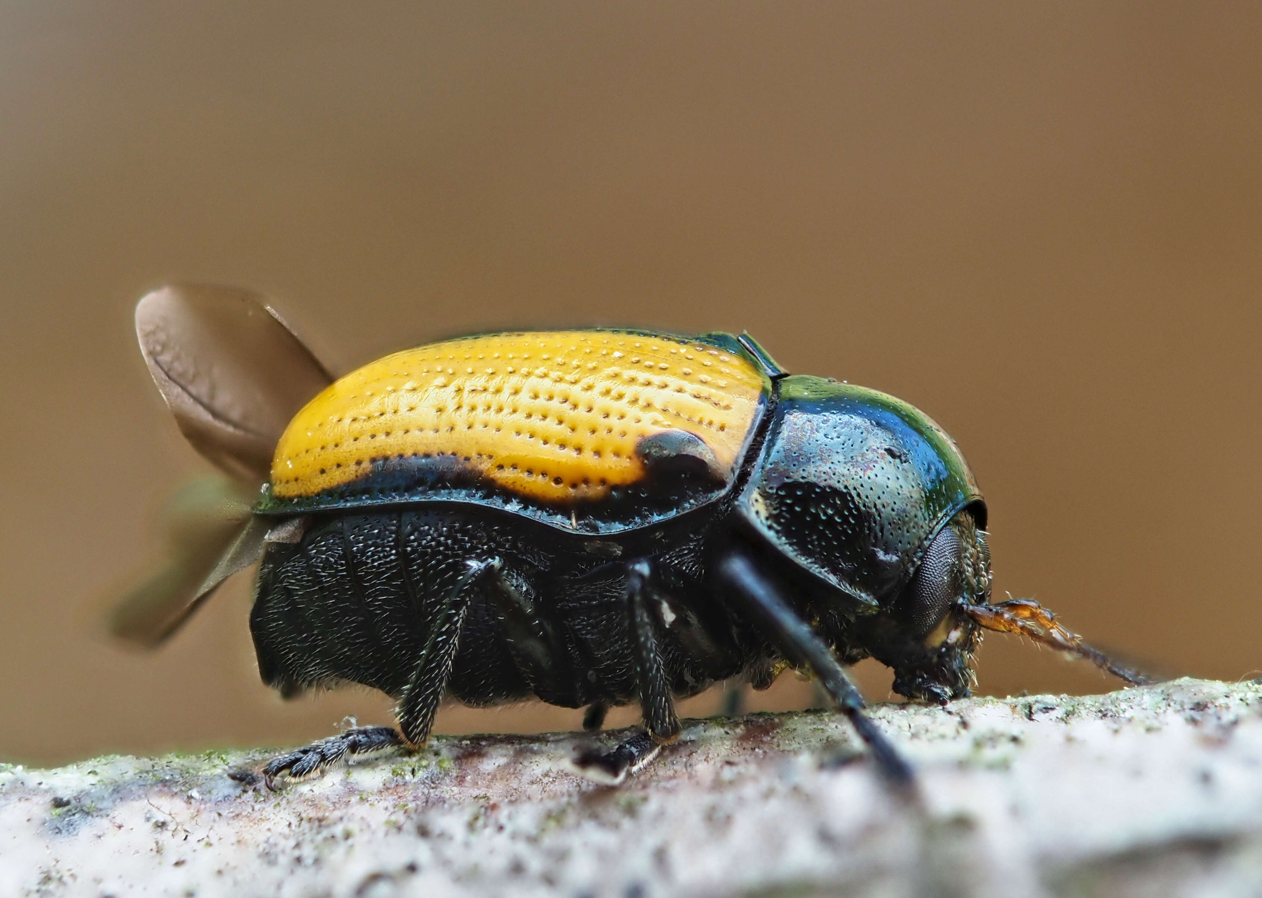 Cryptocephalus marginatus resmi