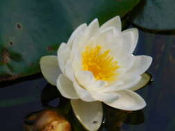 Image of waterlilies