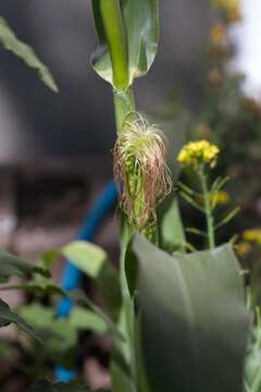 Image of corn