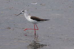 Image of Black-winged Stilt