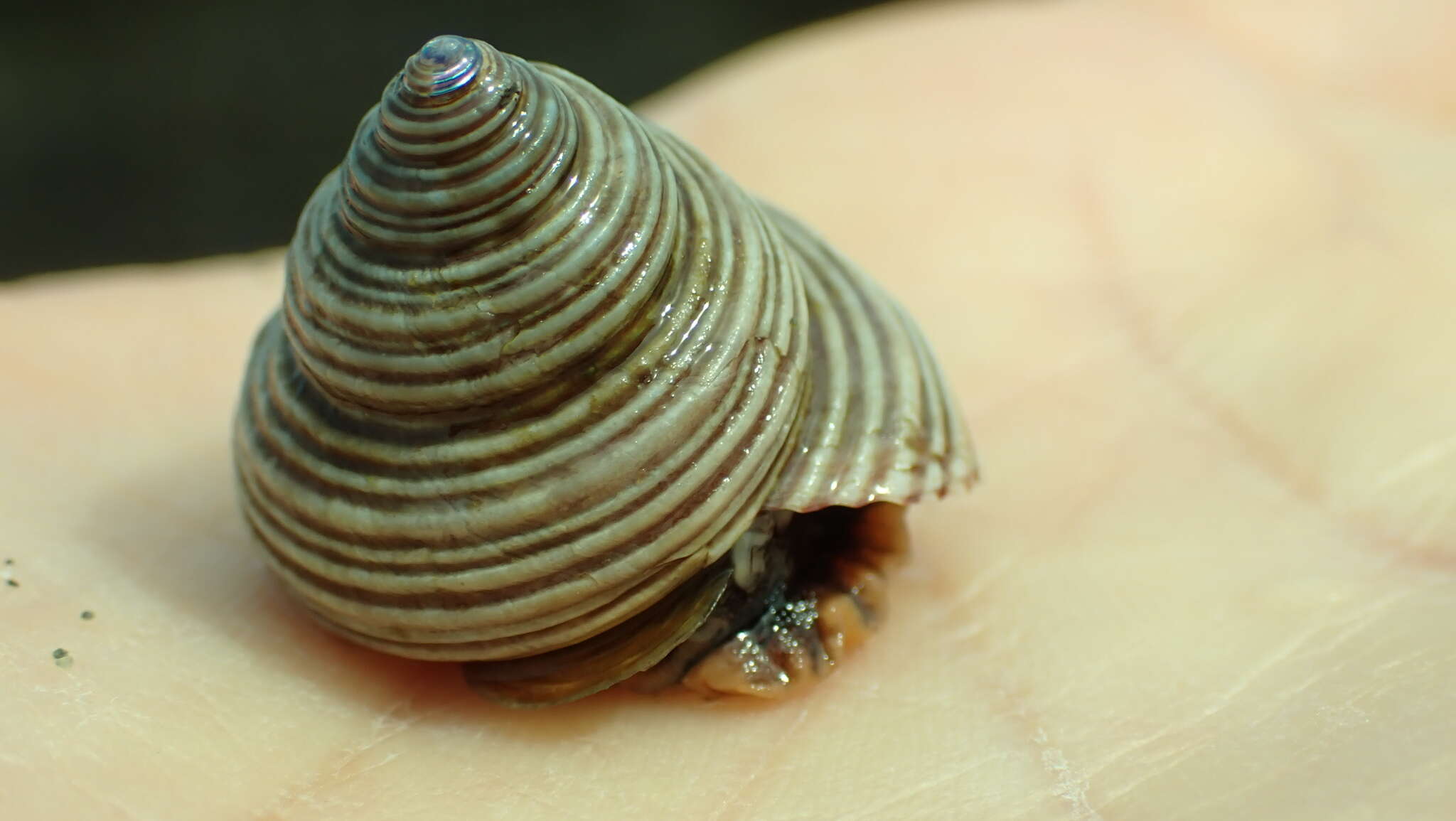 Image of Blue Top Snail