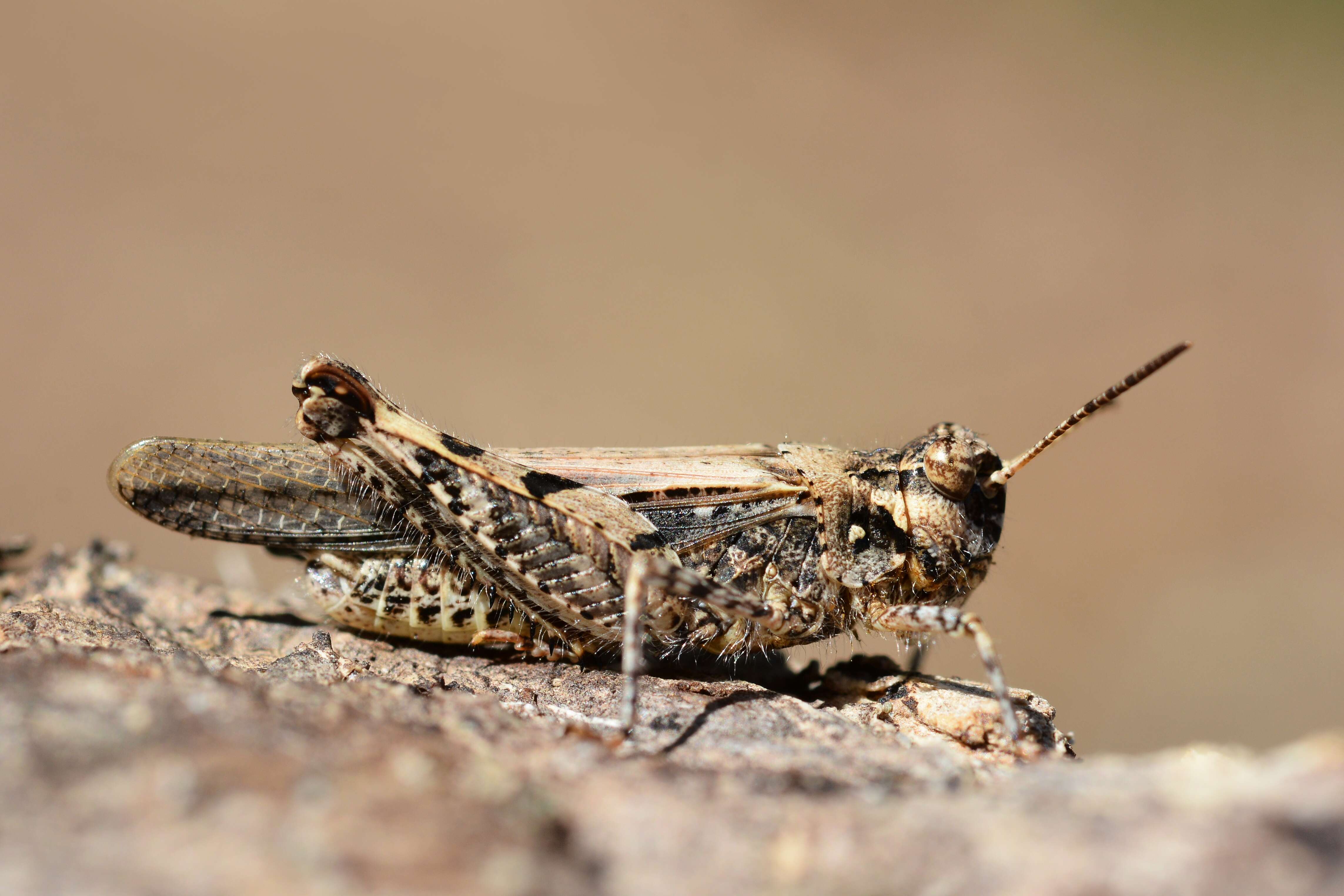 Acrotylus insubricus (Scopoli 1786)的圖片