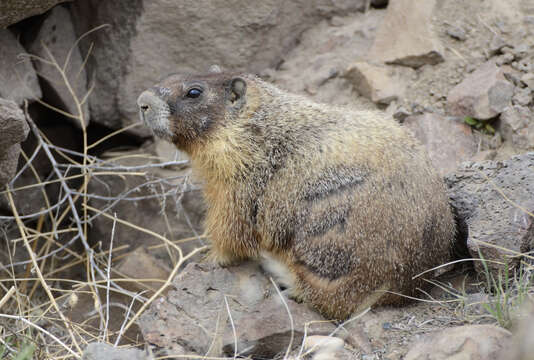 Image of Marmota subgen. Petromarmota Steppan et al. 1999