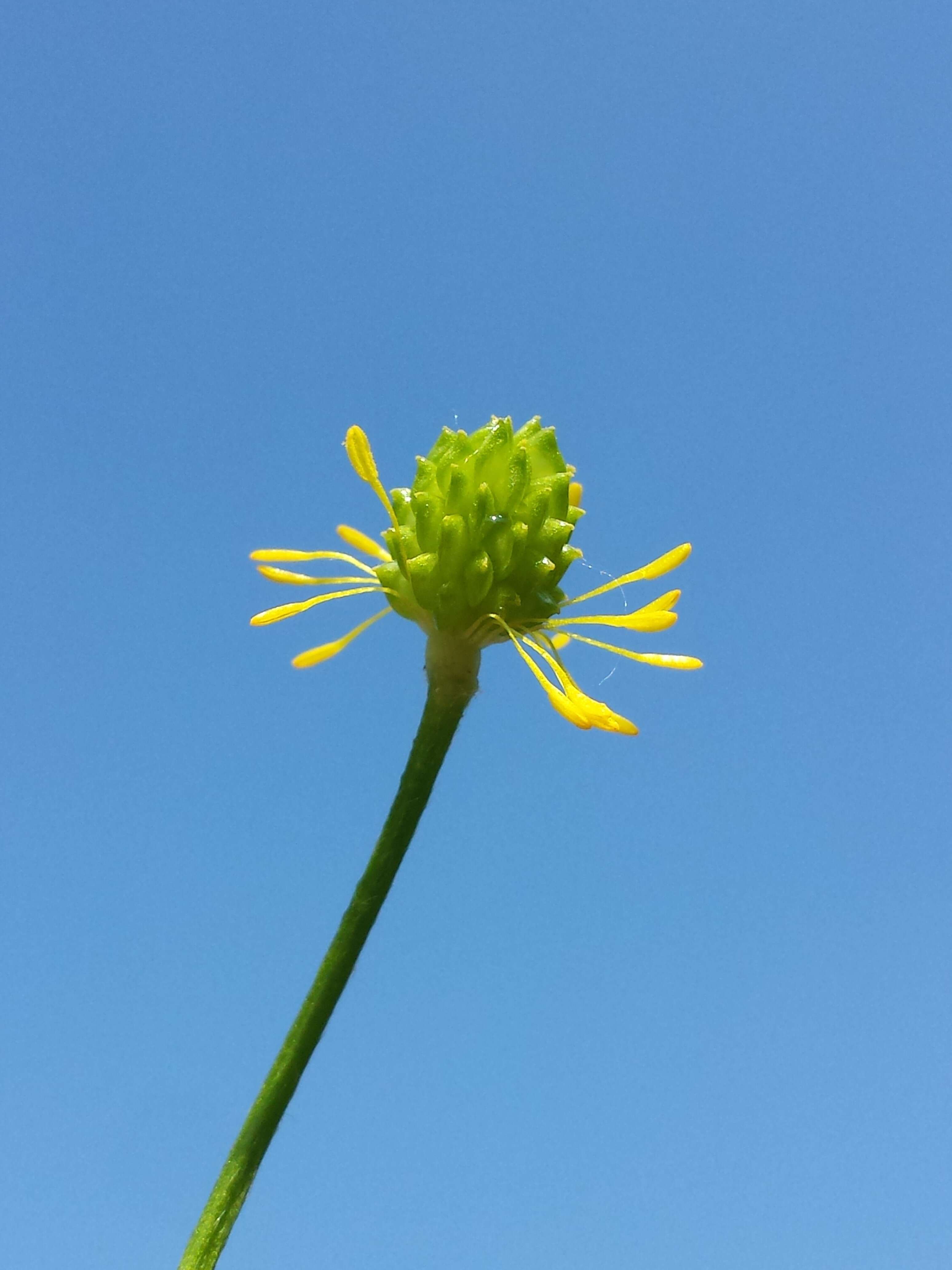 Image of Ranunculus polyanthemos L.