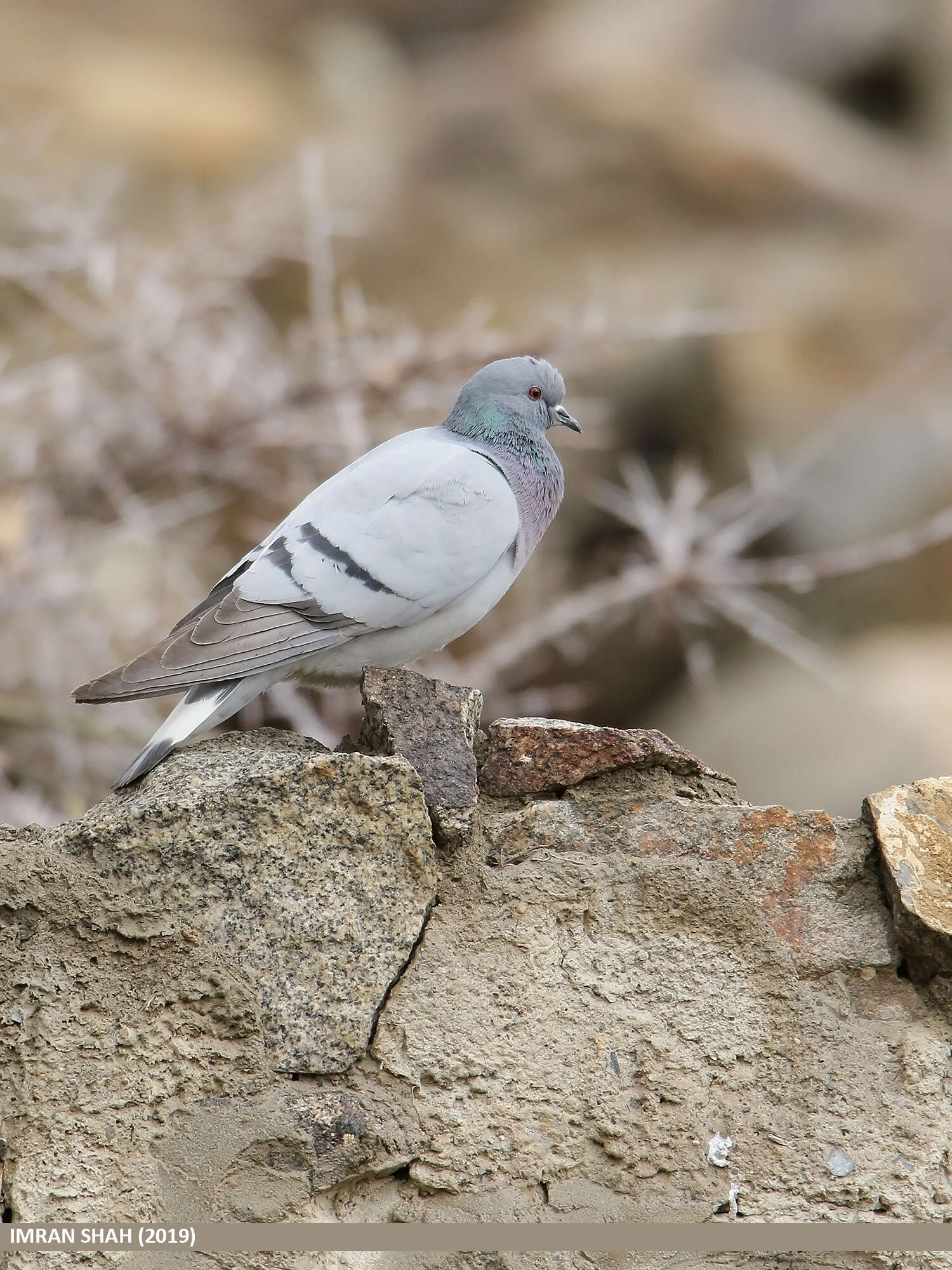 Image of Hill Pigeon