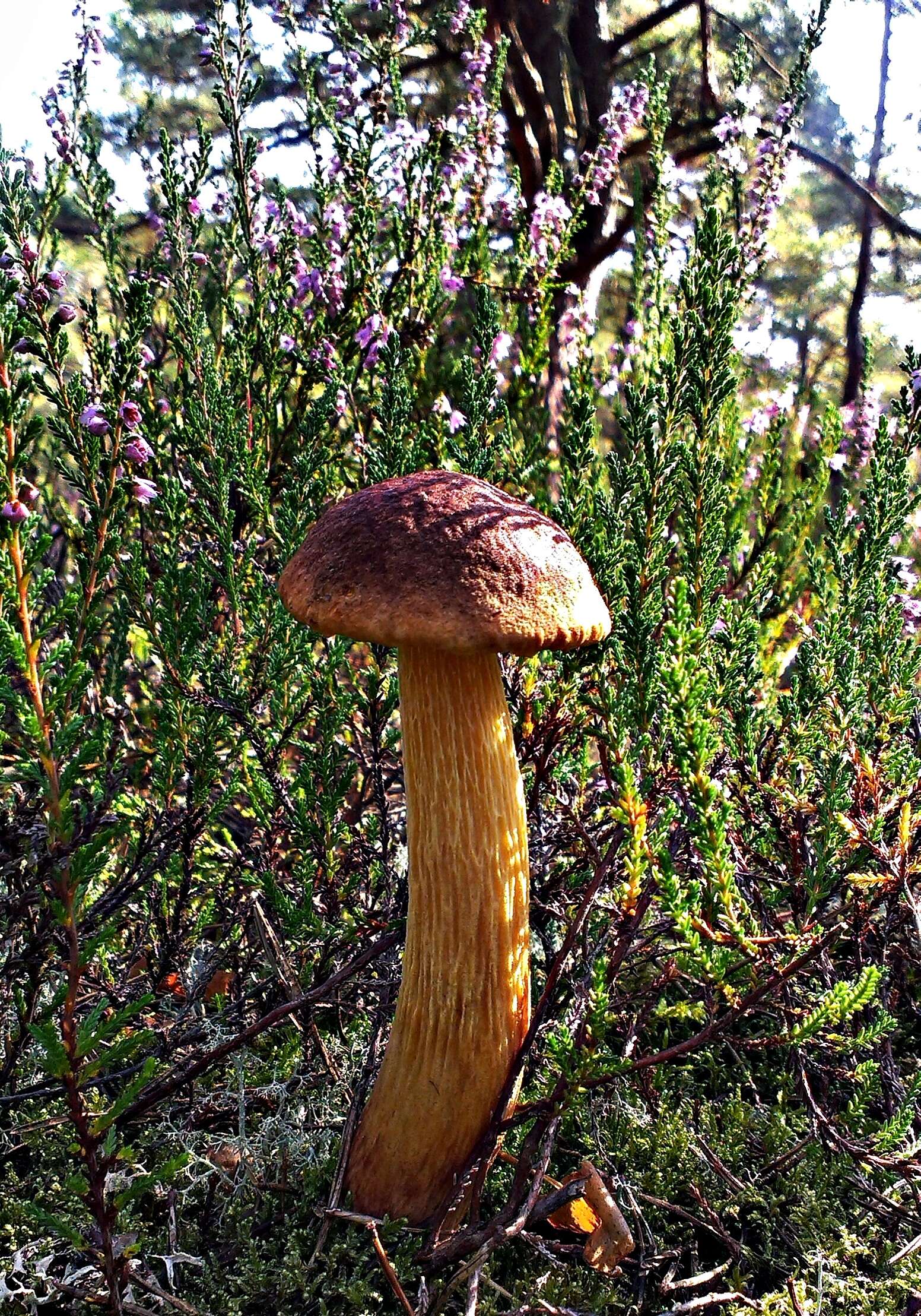 Слика од Aureoboletus projectellus (Murrill) Halling 2015