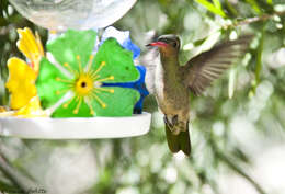 Image of Gilded Hummingbird