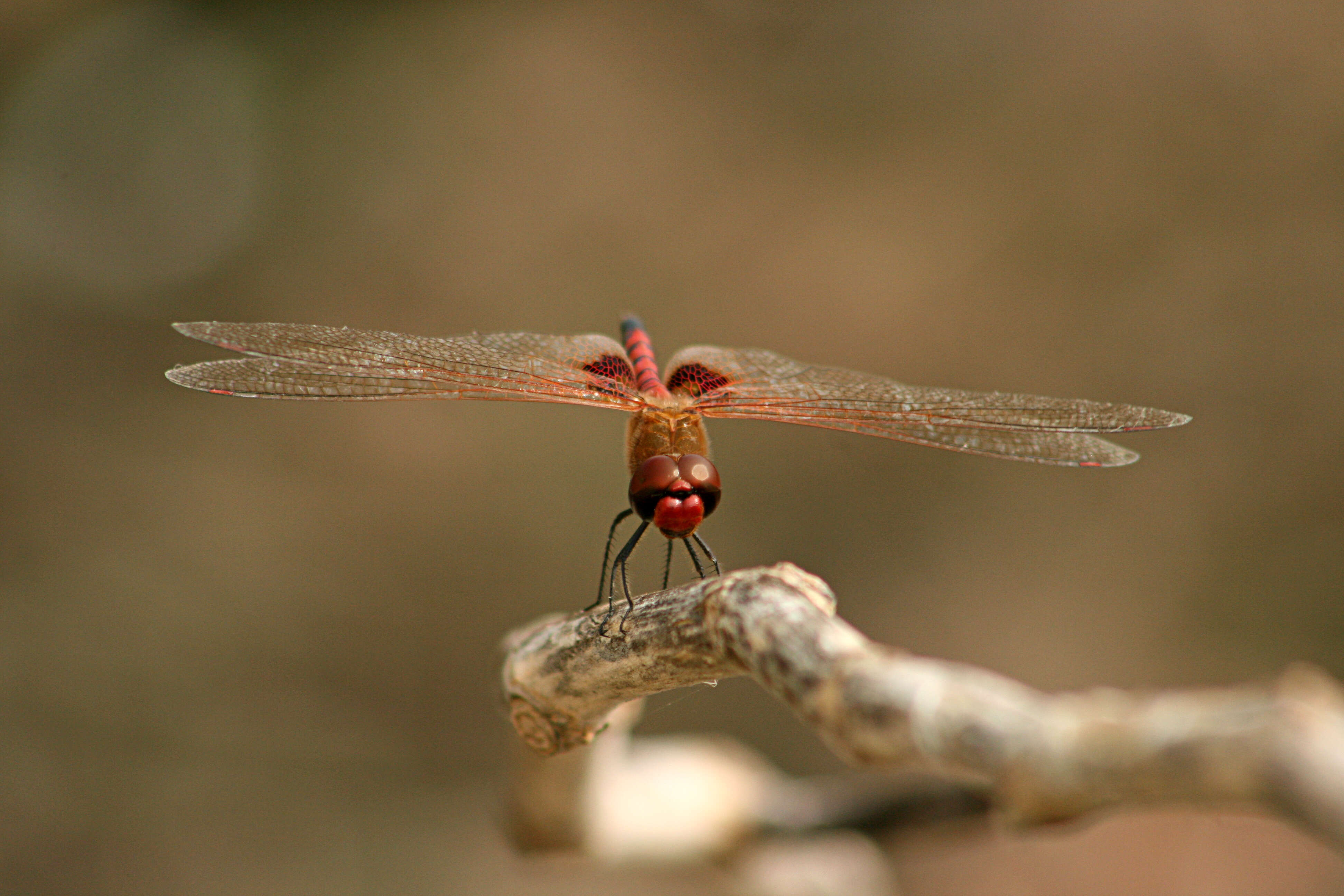 Tramea basilaris (Palisot de Beauvois 1817) resmi