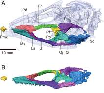 Image of Choristodera