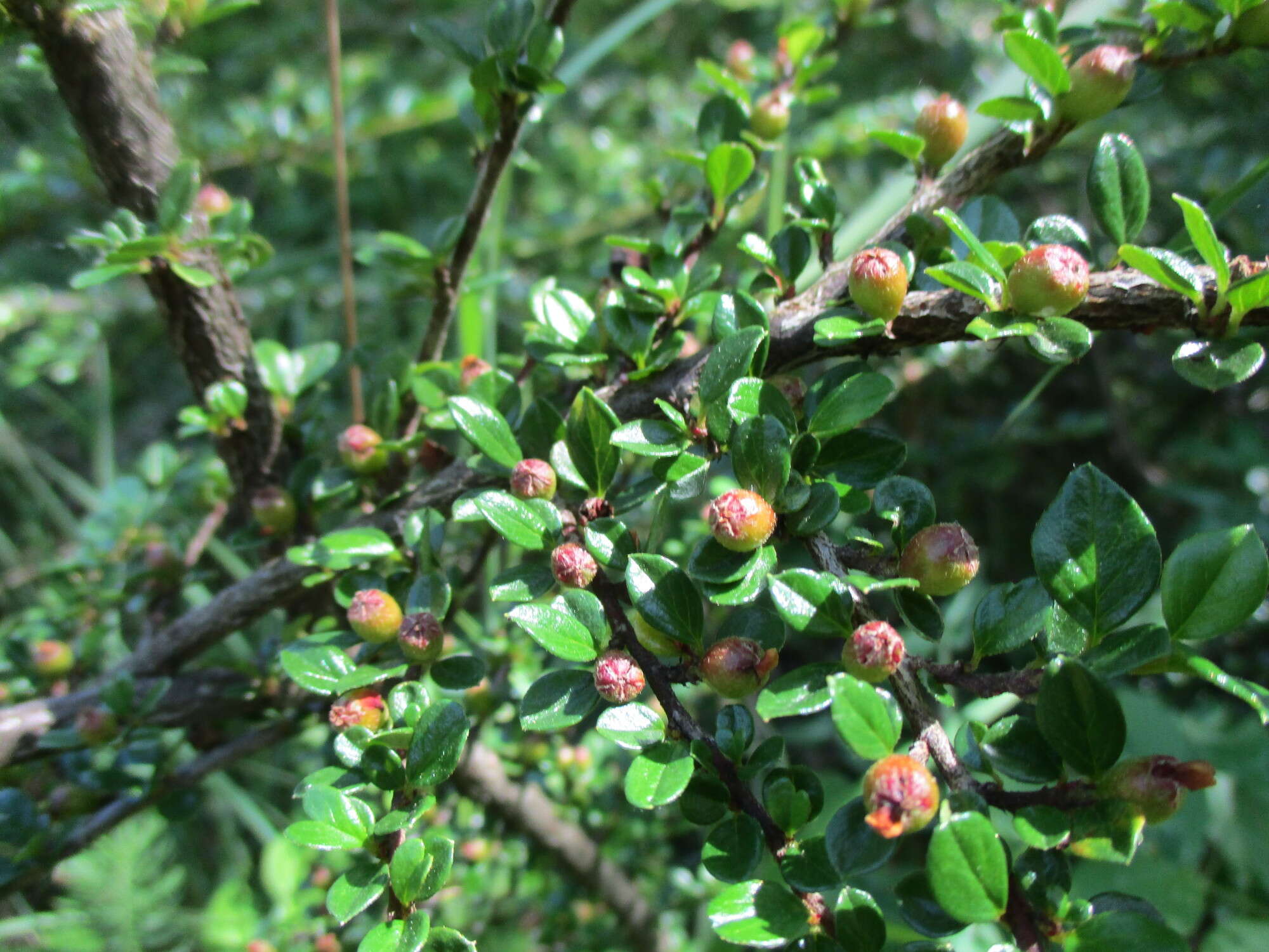 صورة Cotoneaster horizontalis Decne