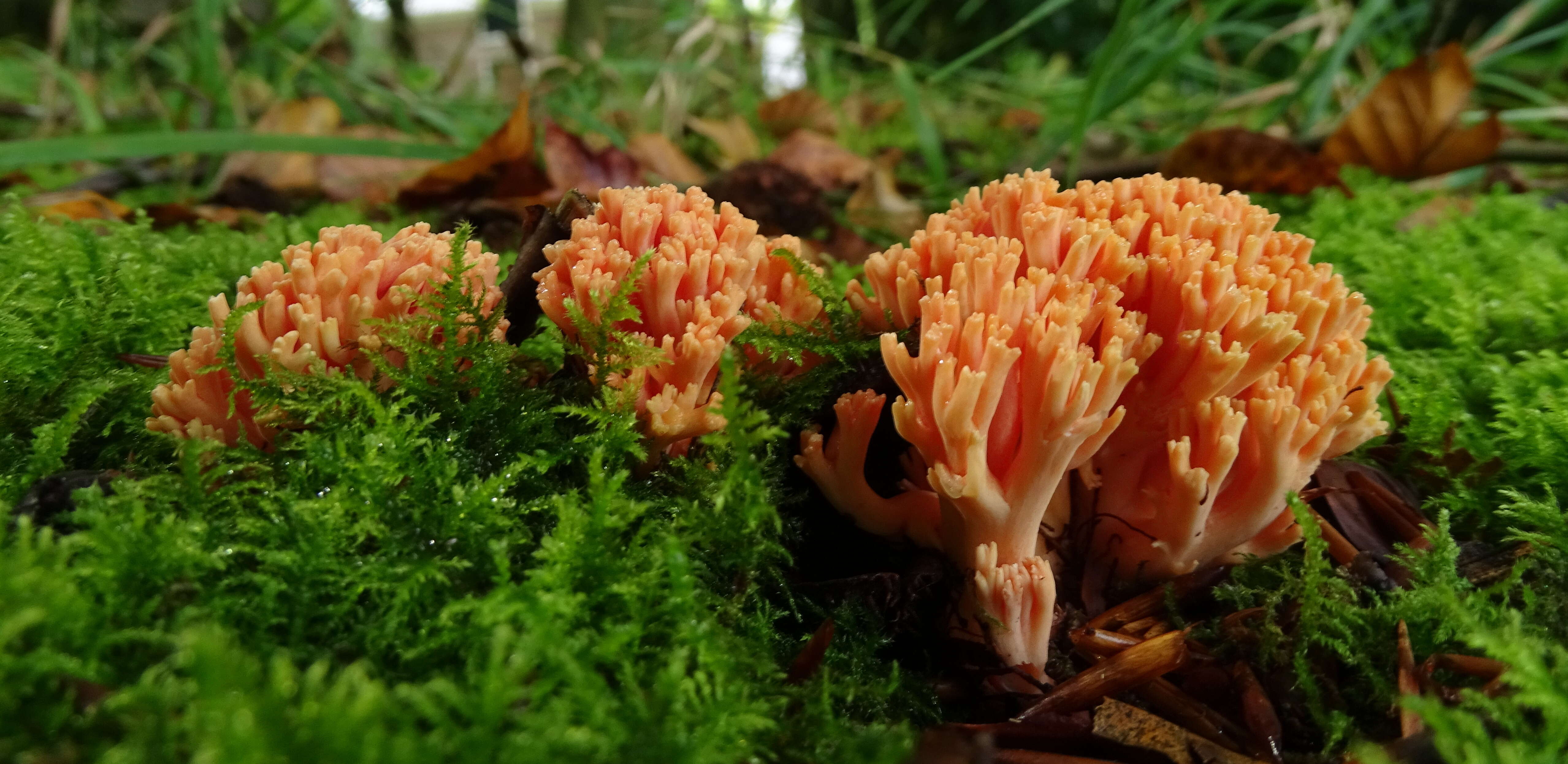 Image of Ramaria subbotrytis (Coker) Corner 1950