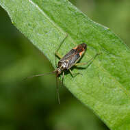 Image of Closterotomus trivialis (A. Costa 1853)