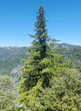 Image of Bristlecone Fir