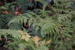 Image of swordfern