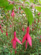 Fuchsia magellanica Lam. resmi