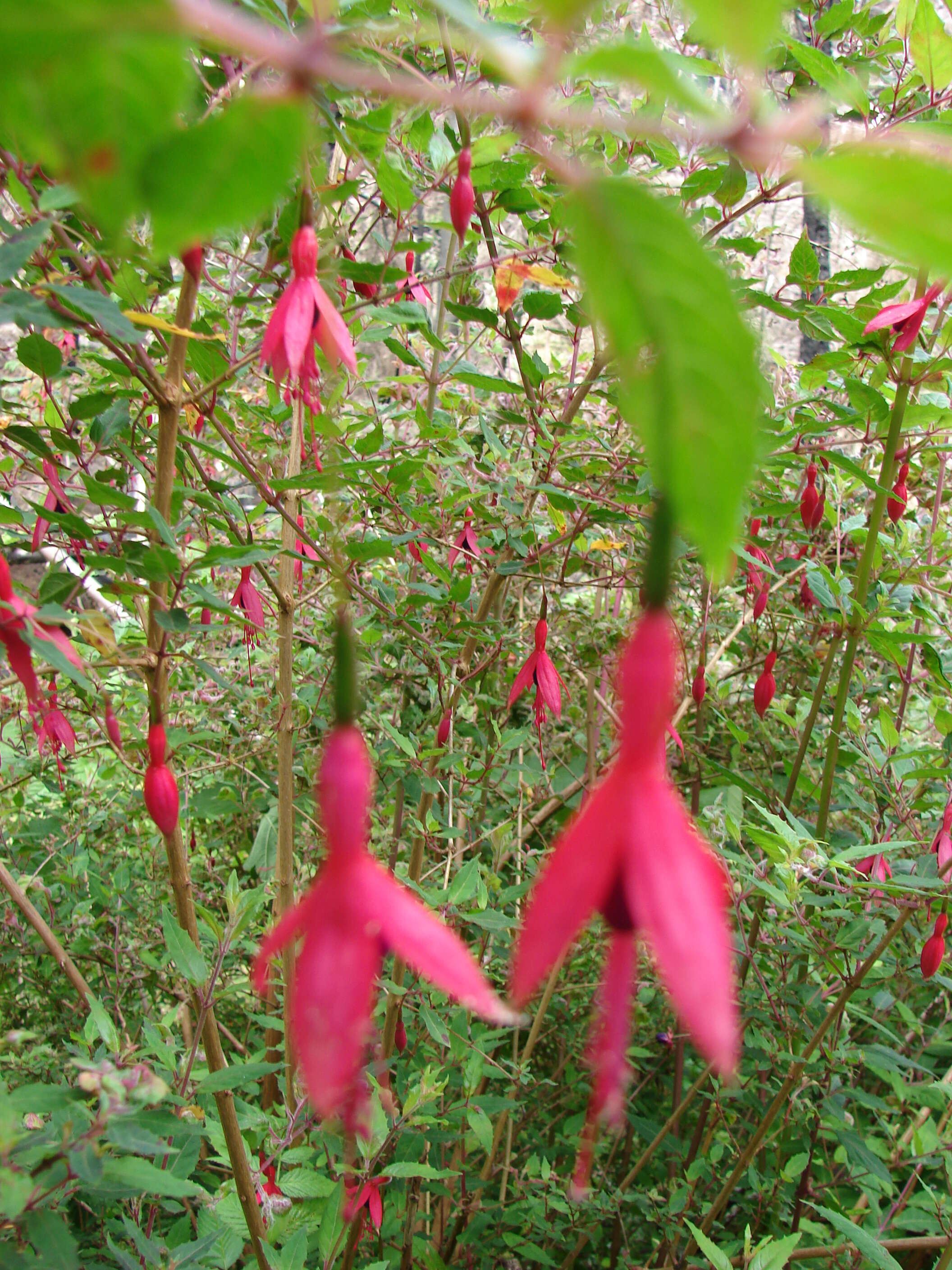 Fuchsia magellanica Lam. resmi