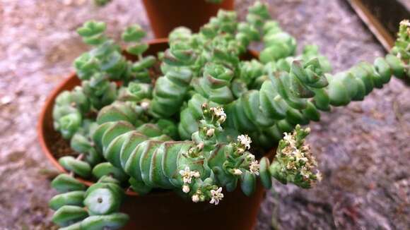 Image of Concertina plant