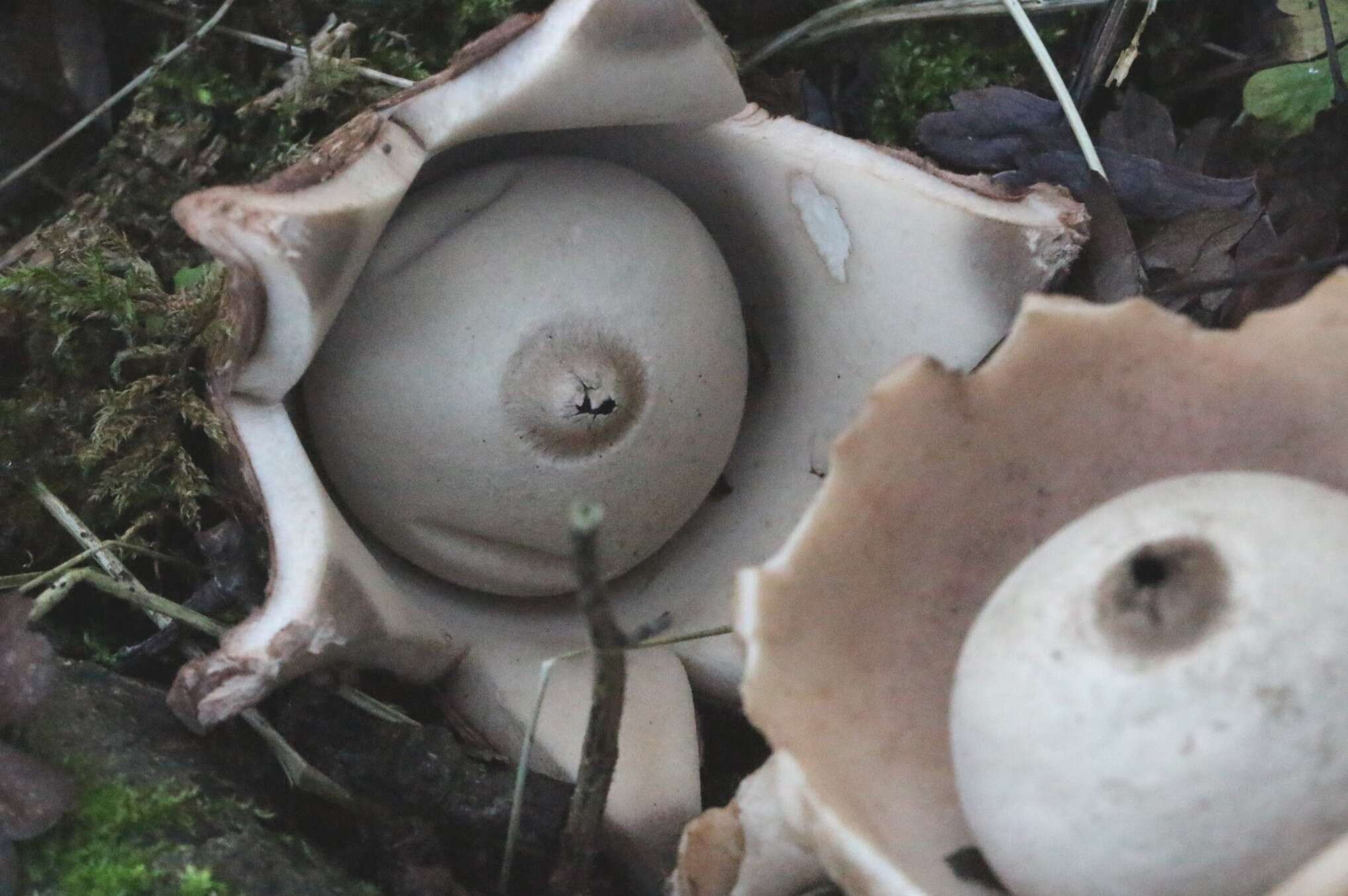 Image of Collared Earthstar