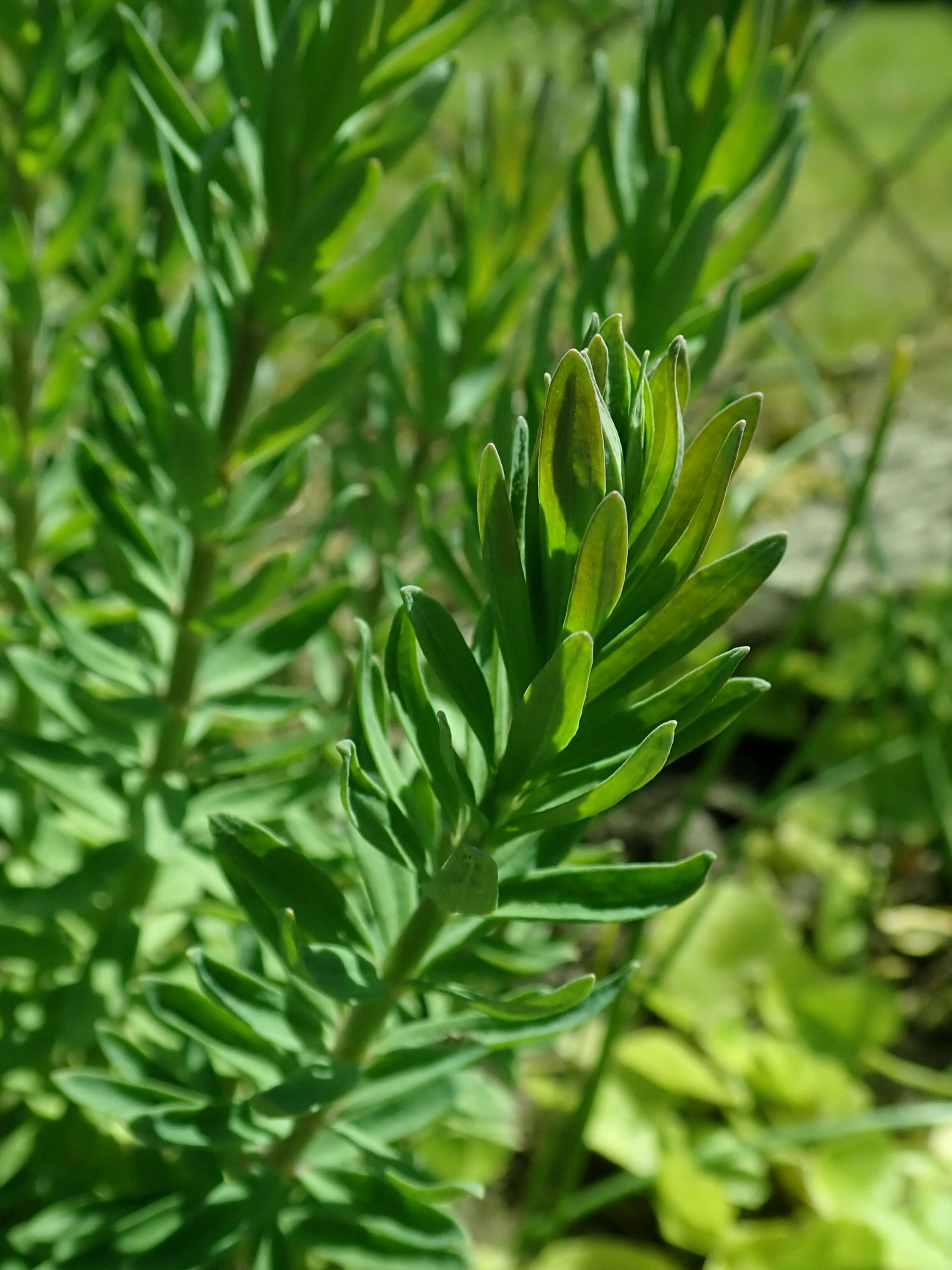 Plancia ëd Linaria purpurea (L.) Mill.