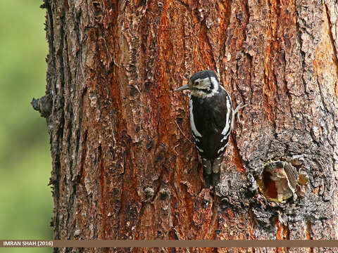 Image of Himalayan Woodpecker