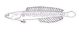 Image of Kraemeriidae