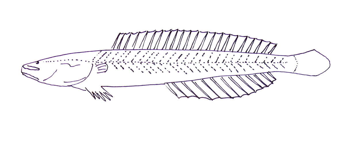 Image of Kraemeriidae