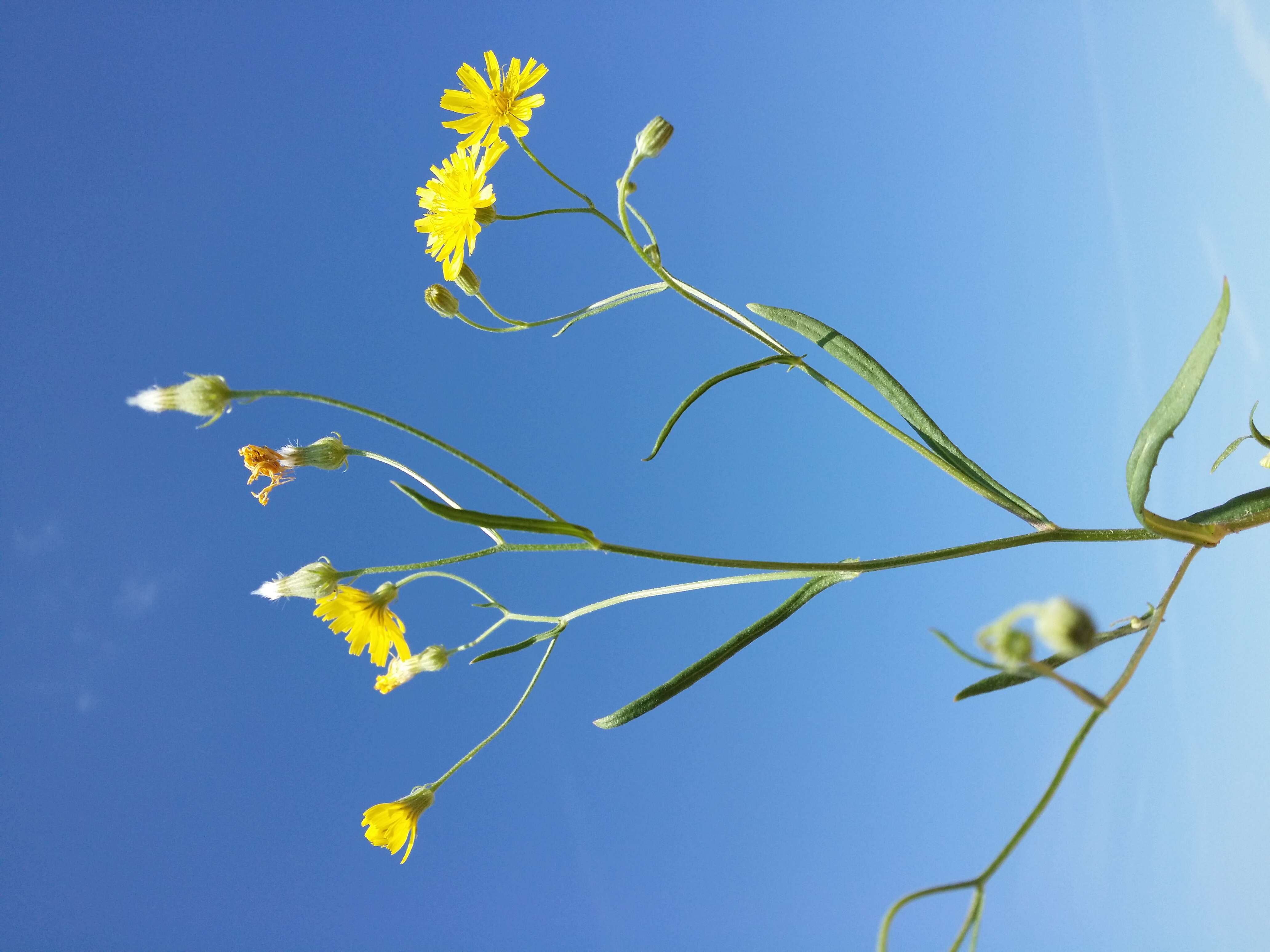 Image of narrowleaf hawksbeard