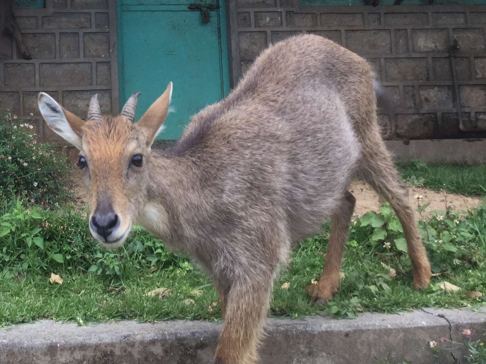 Image of Himalayan Goral