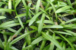 Imagem de Sagittaria subulata (L.) Buchenau