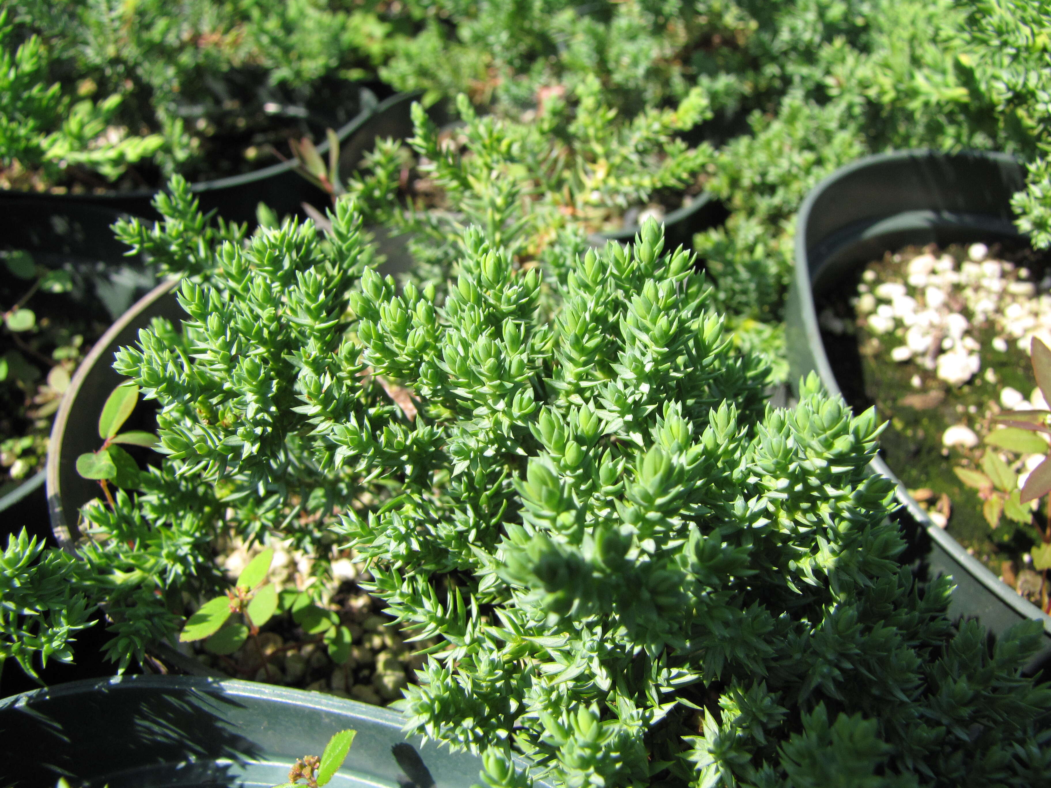 Image of Creeping Juniper