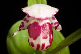 Image of Spotted lady's slipper