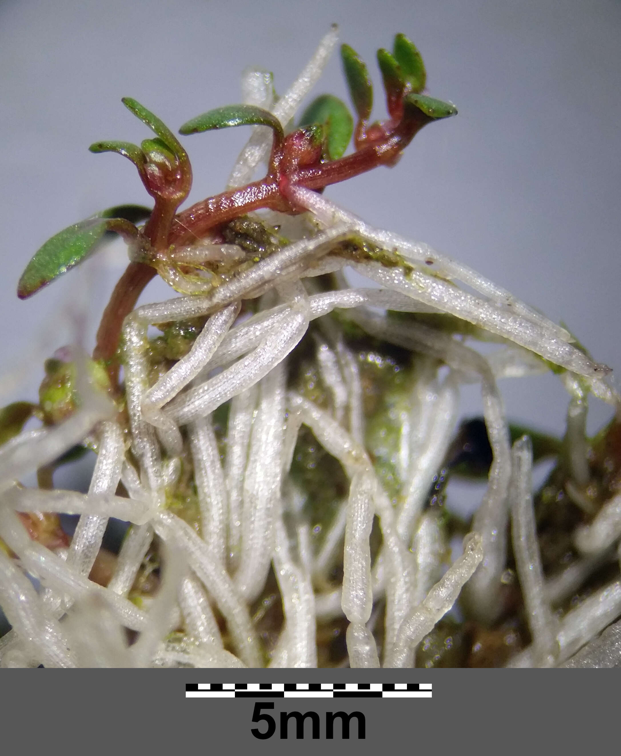 Image of eight-stamened waterwort