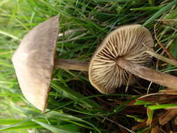 Image of Entoloma