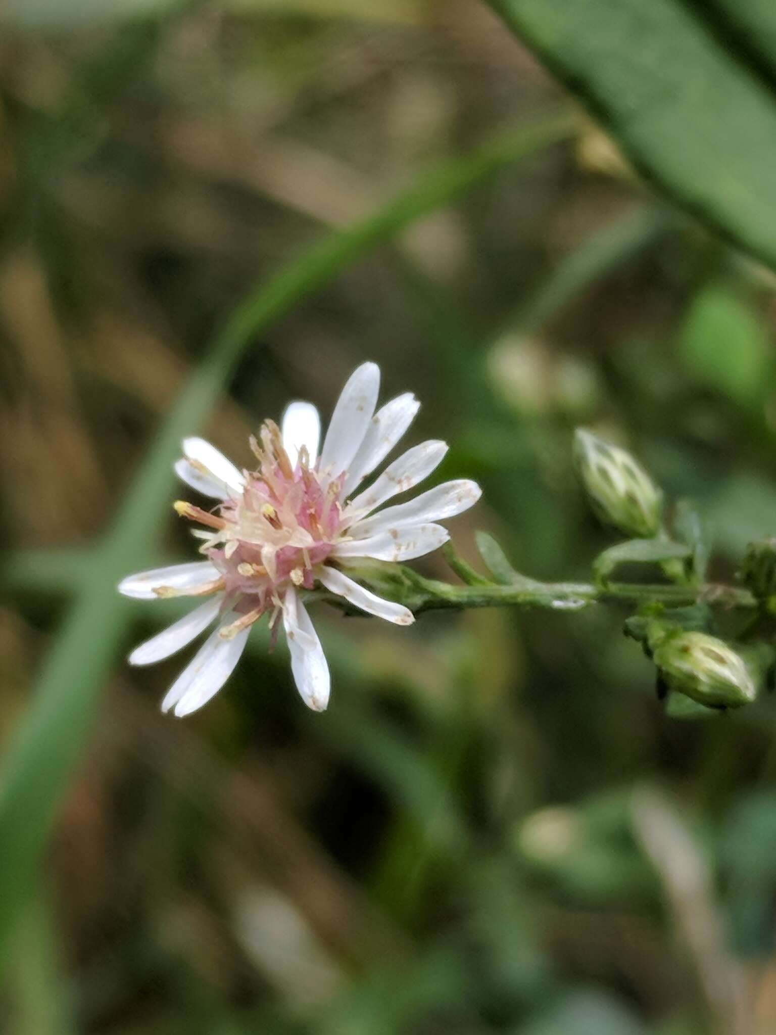 Image of calico aster