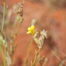 Imagem de Goodenia armitiana F. Müll.