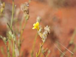 Imagem de Goodenia armitiana F. Müll.