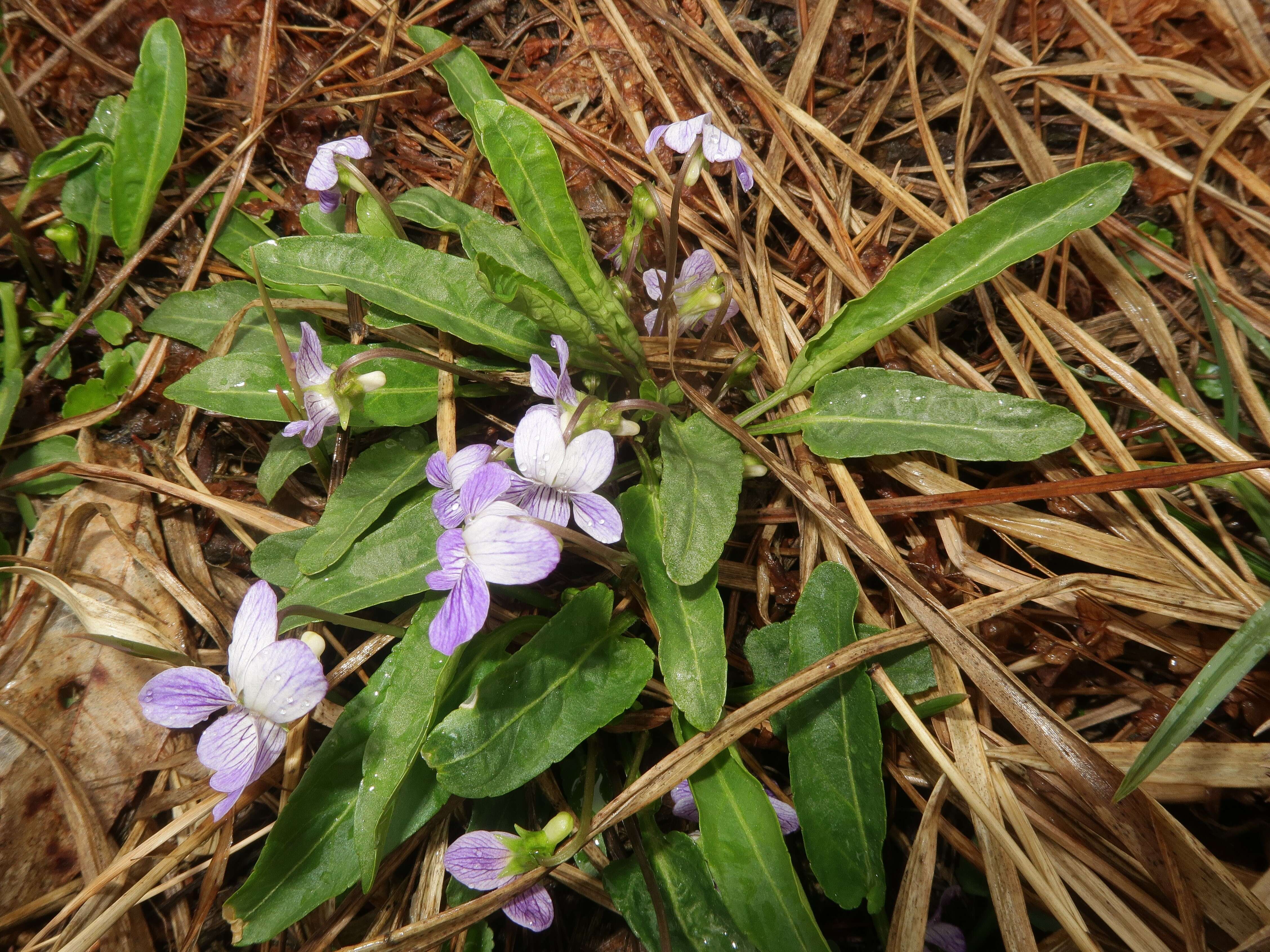Image de Viola betonicifolia Smith