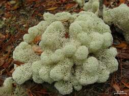 Слика од Cladonia evansii Abbayes