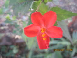 Imagem de Hibiscus phoeniceus Jacq.