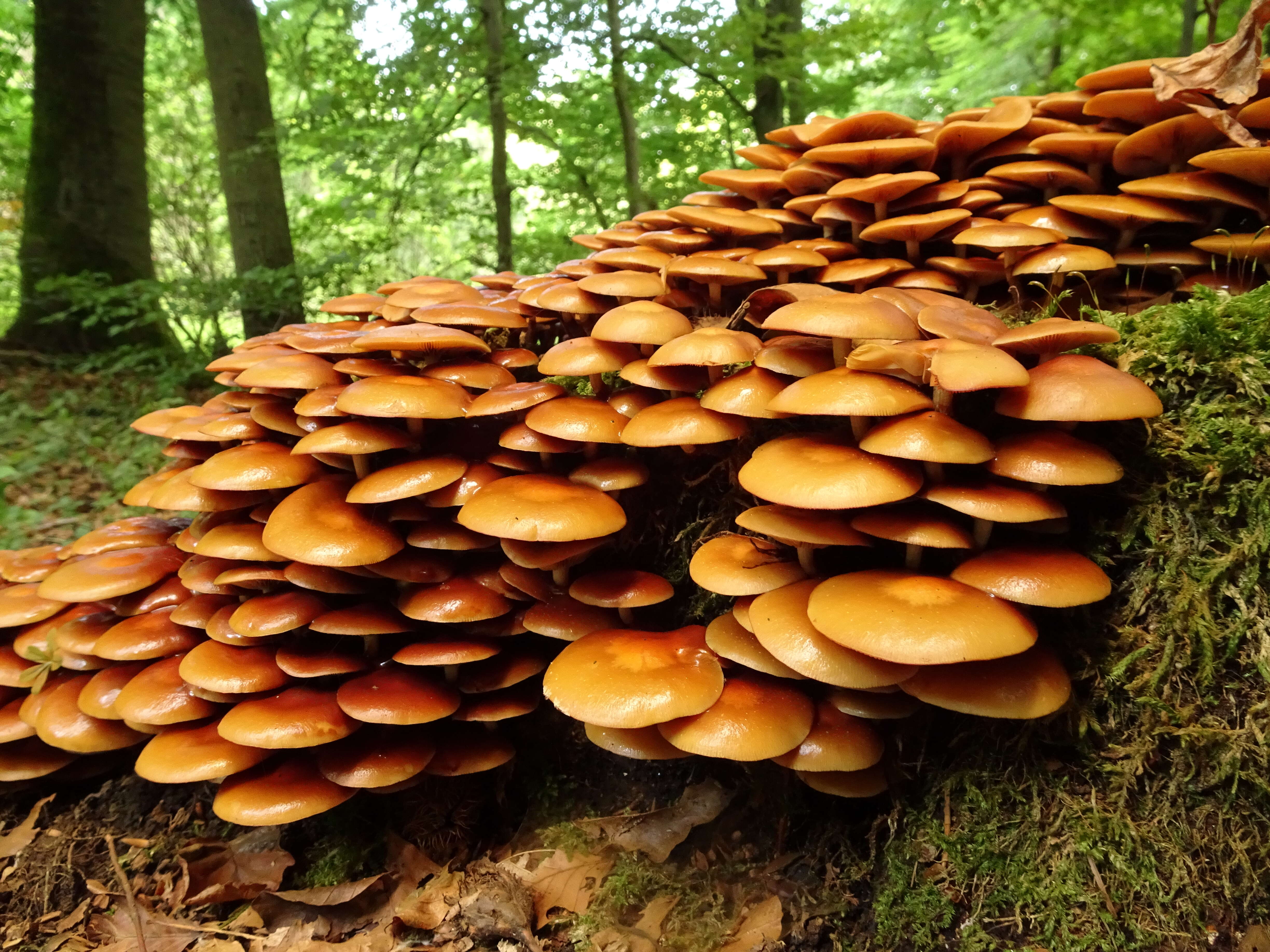 Kuehneromyces mutabilis (Schaeff.) Singer & A. H. Sm. 1946 resmi