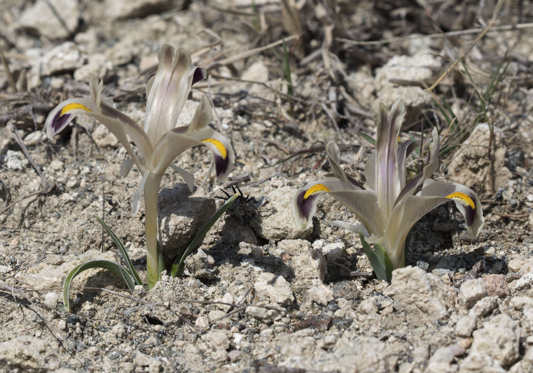 Image of Persian Iris