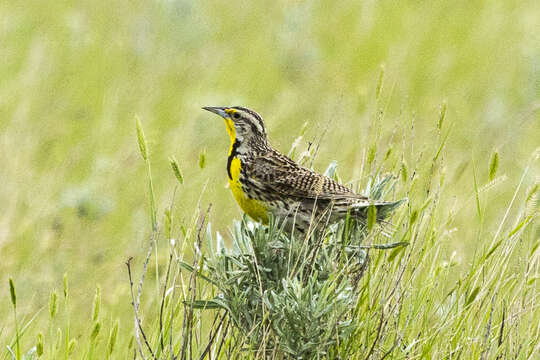 Image of Western Meadowlark