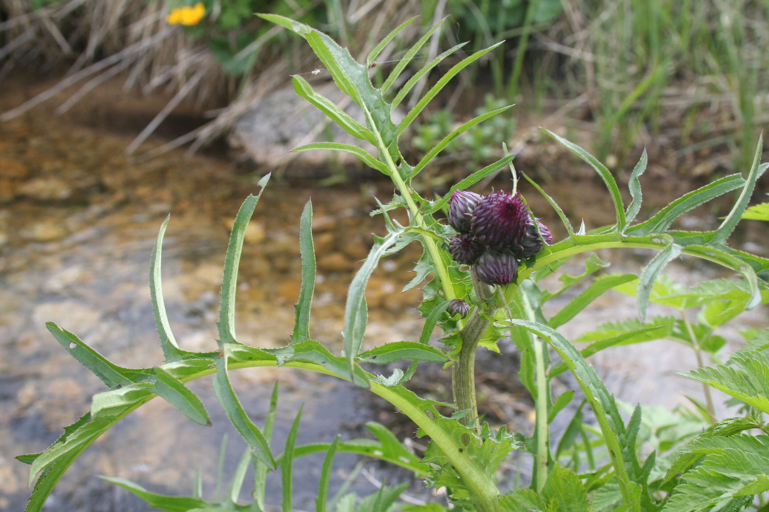 Image of Brook Thistle