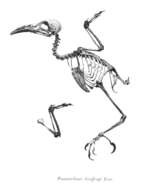 Image of Garritornis Iredale 1956