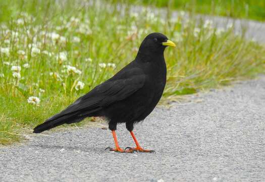 Image of Alpine Chough