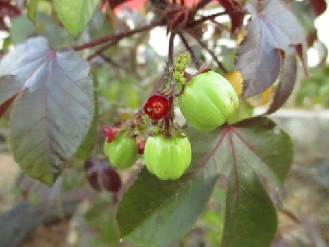 Image of bellyache bush