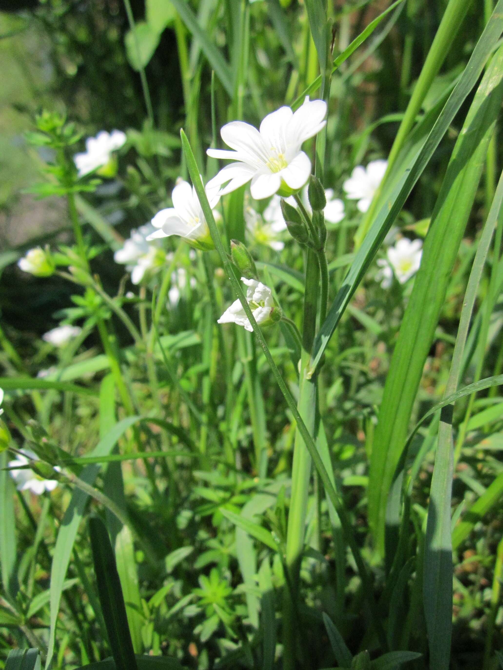 Image of field chickweed