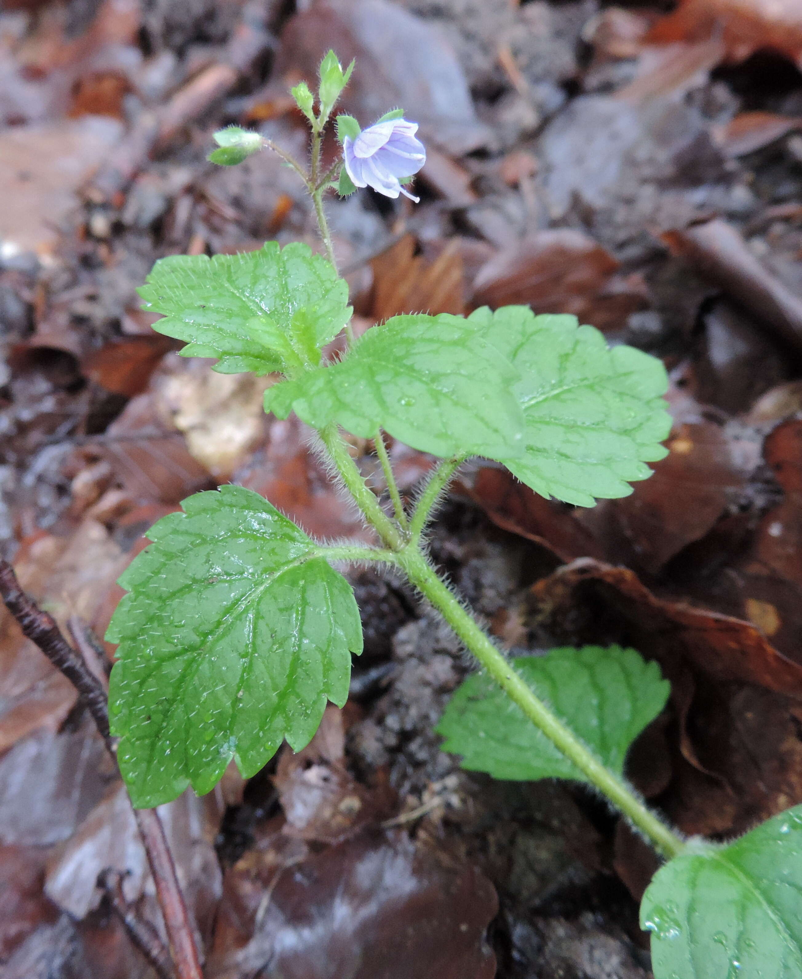 Image of Wood speedwell