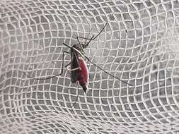 Image of Dengue fever mosquito